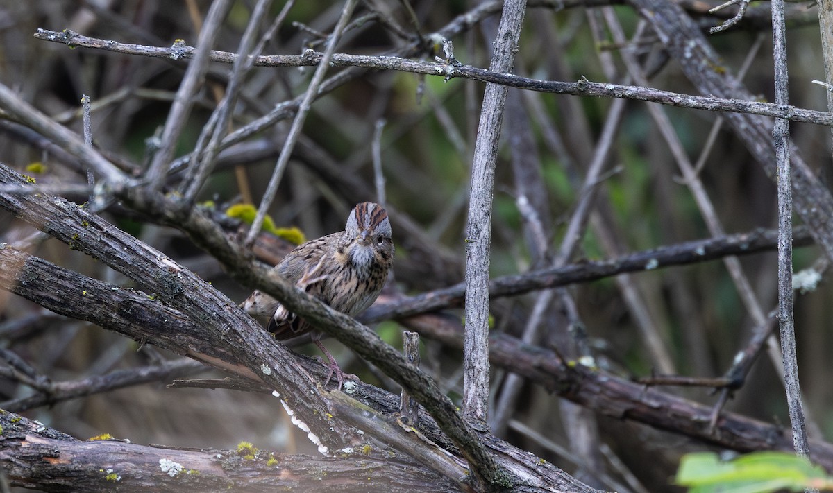 Lincoln's Sparrow - ML642682274