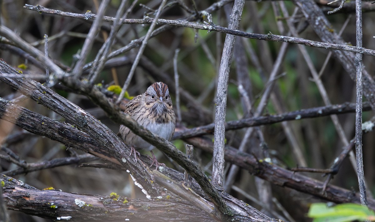 Lincoln's Sparrow - ML642682275