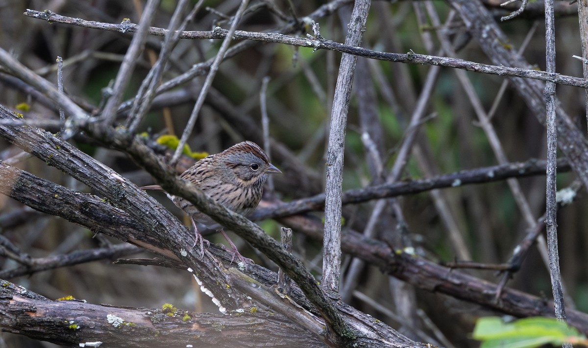 Lincoln's Sparrow - ML642682276
