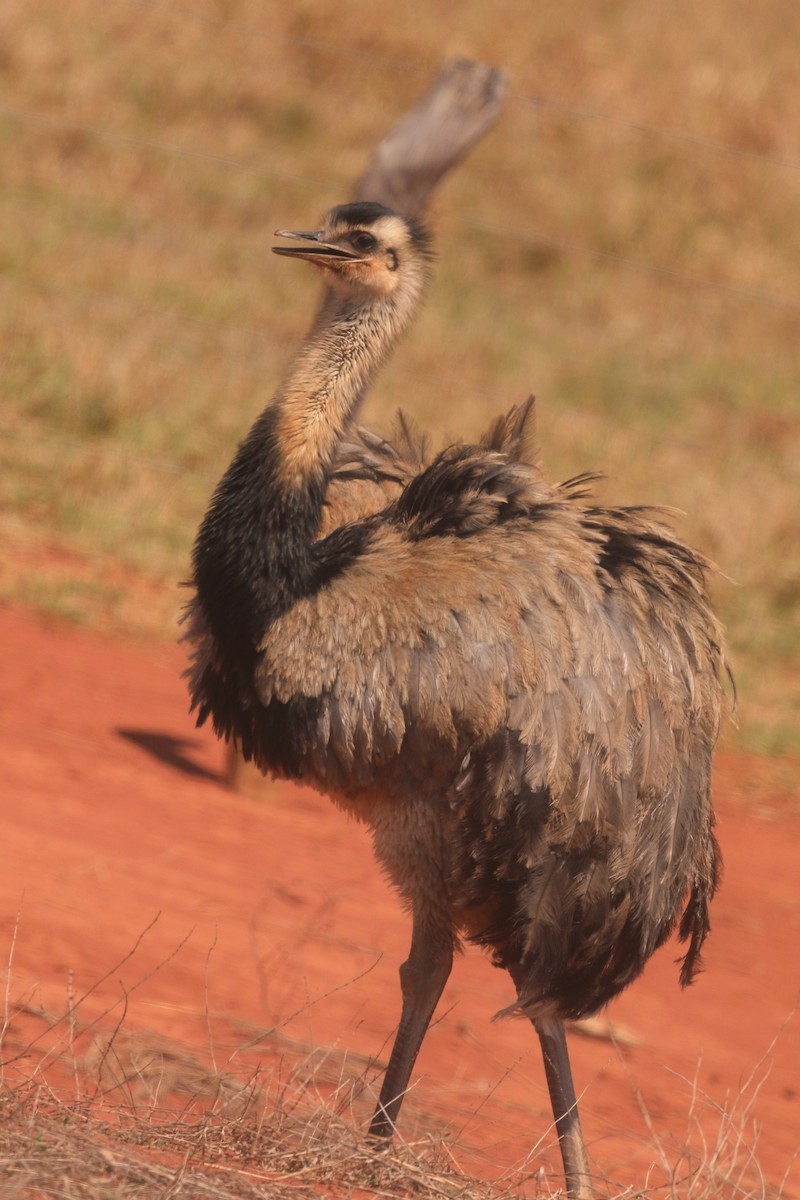 Greater Rhea - ML642682291