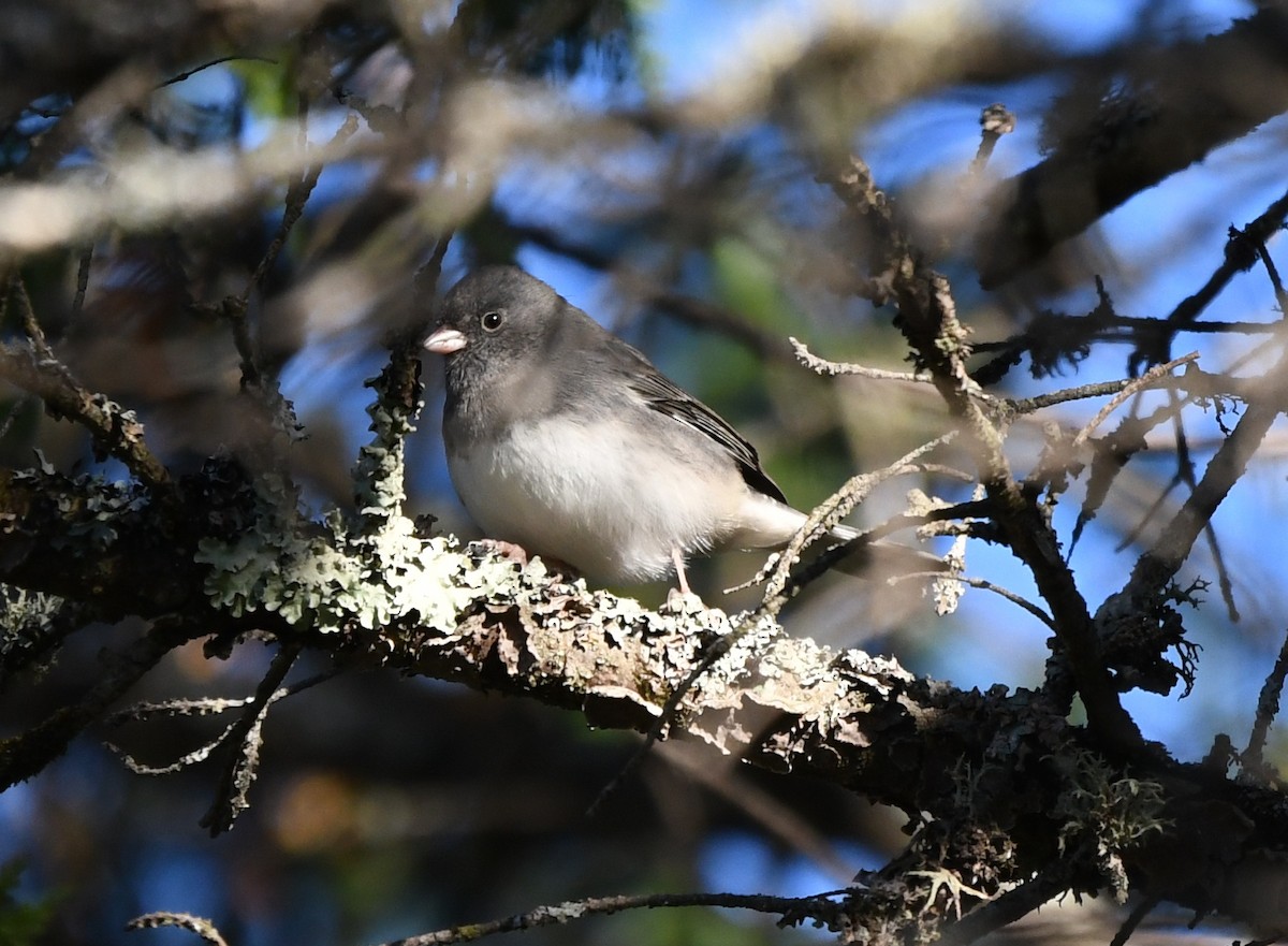 Dark-eyed Junco - ML642682293