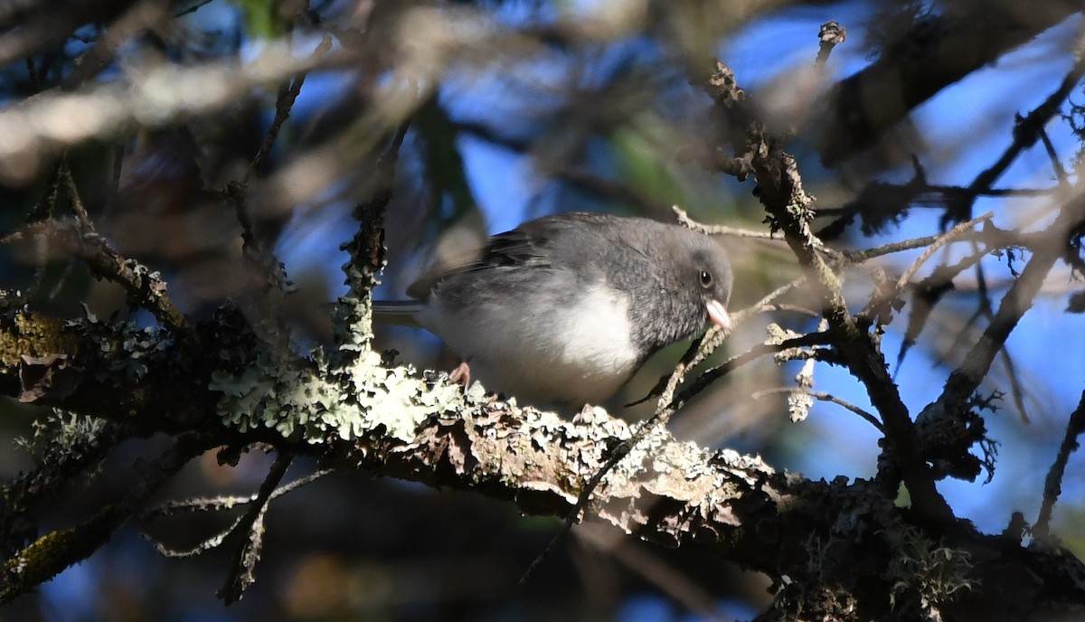 Dark-eyed Junco - ML642682294