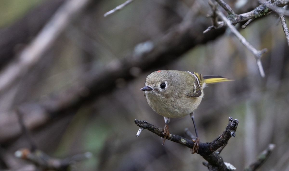 Ruby-crowned Kinglet - ML642682299