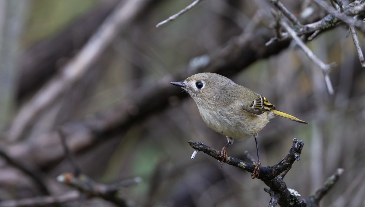 Ruby-crowned Kinglet - ML642682300