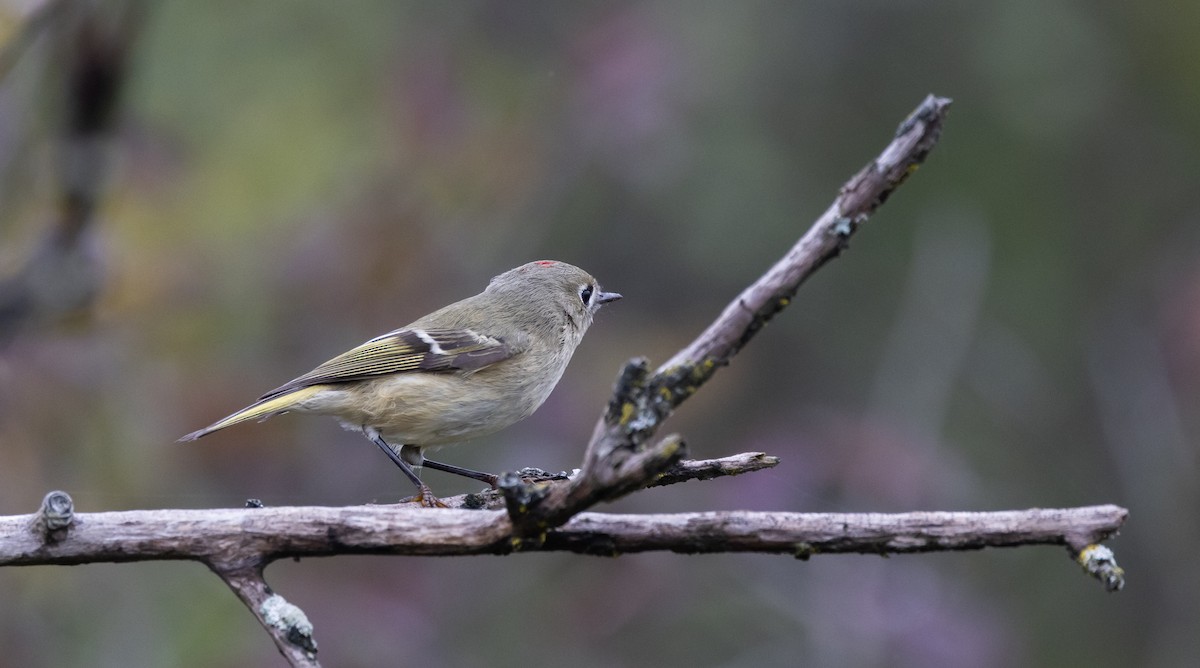 Ruby-crowned Kinglet - ML642682308