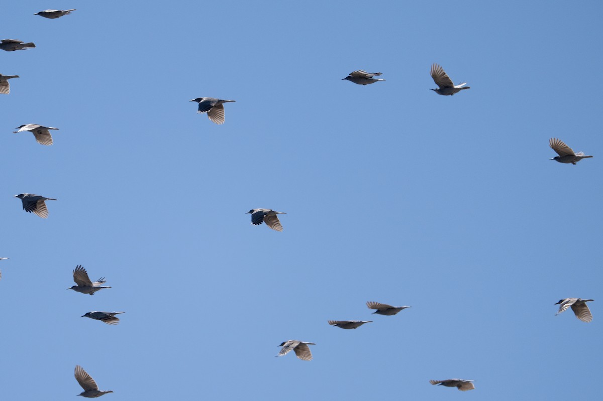Pinyon Jay - ML642682310