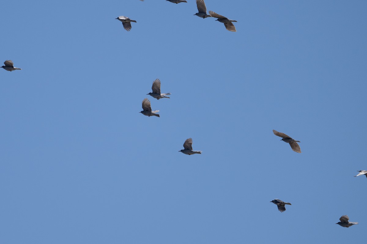 Pinyon Jay - ML642682311