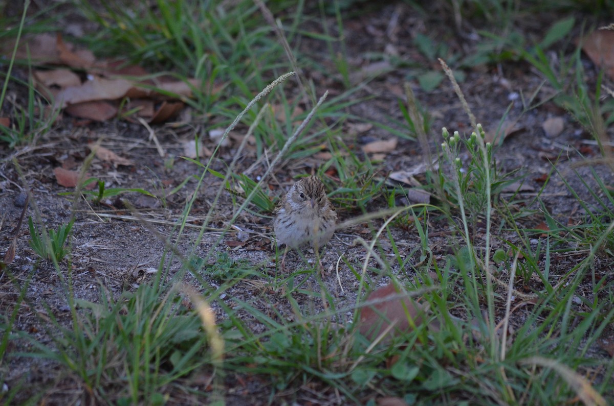 Chipping Sparrow - ML642682314