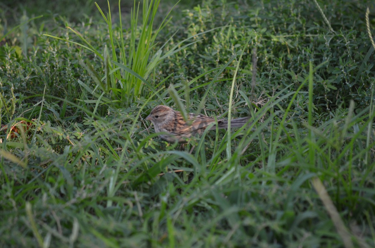 Chipping Sparrow - ML642682315
