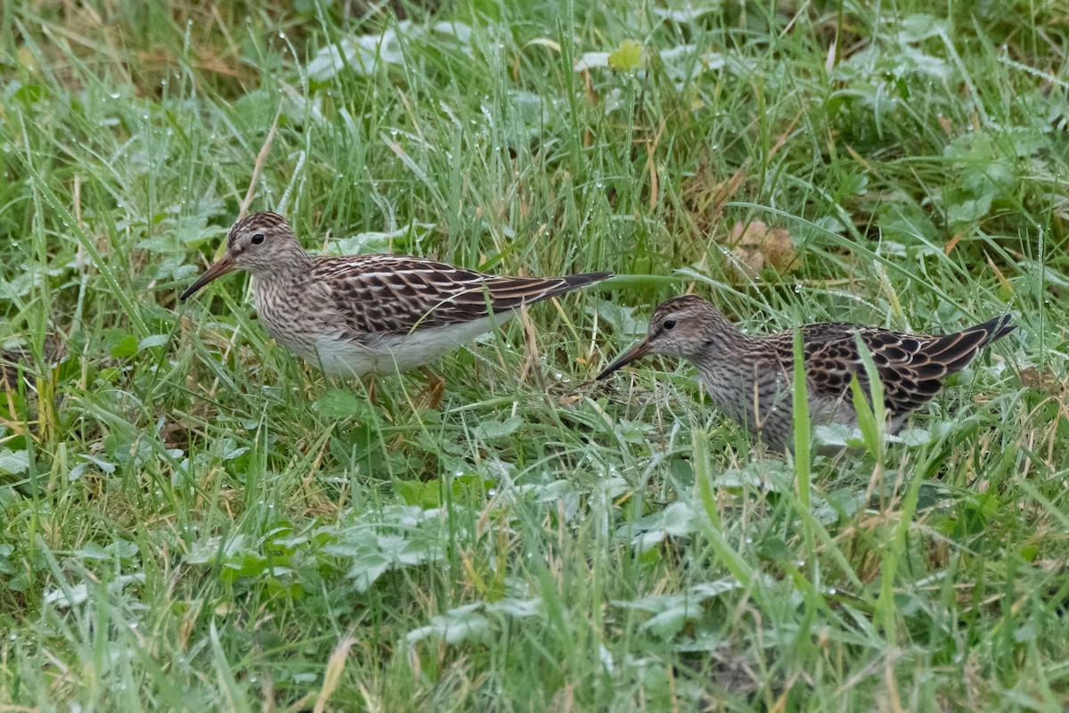 Pectoral Sandpiper - ML642682318
