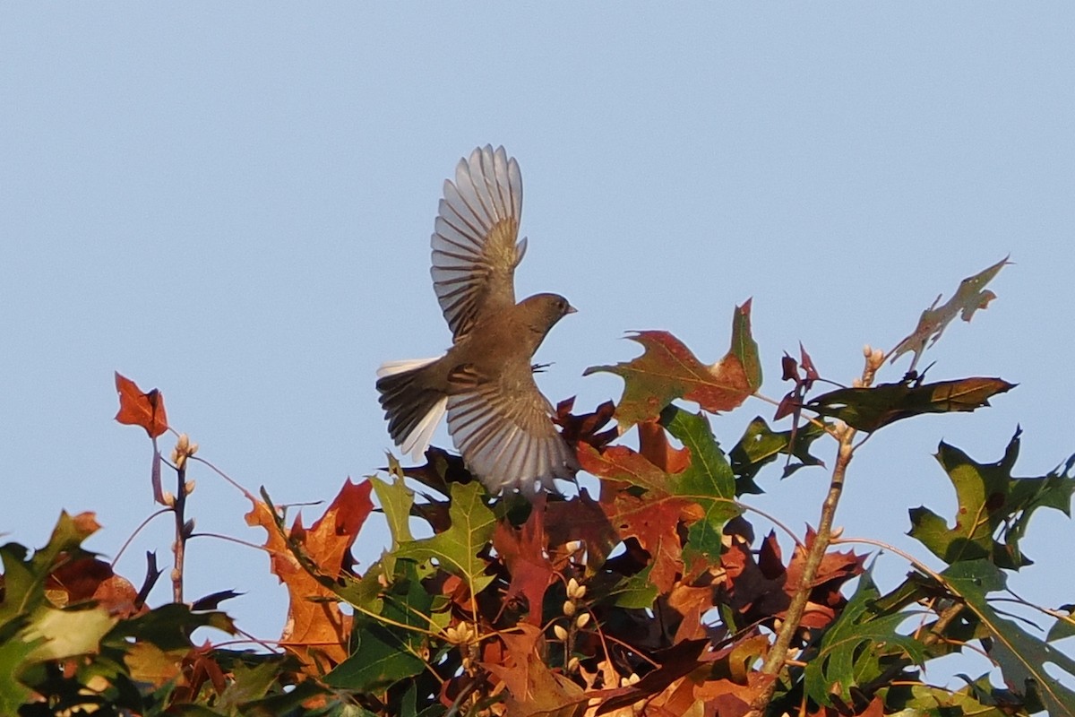 Dark-eyed Junco - ML642682324