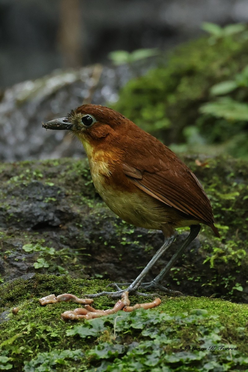 Yellow-breasted Antpitta - ML642682325