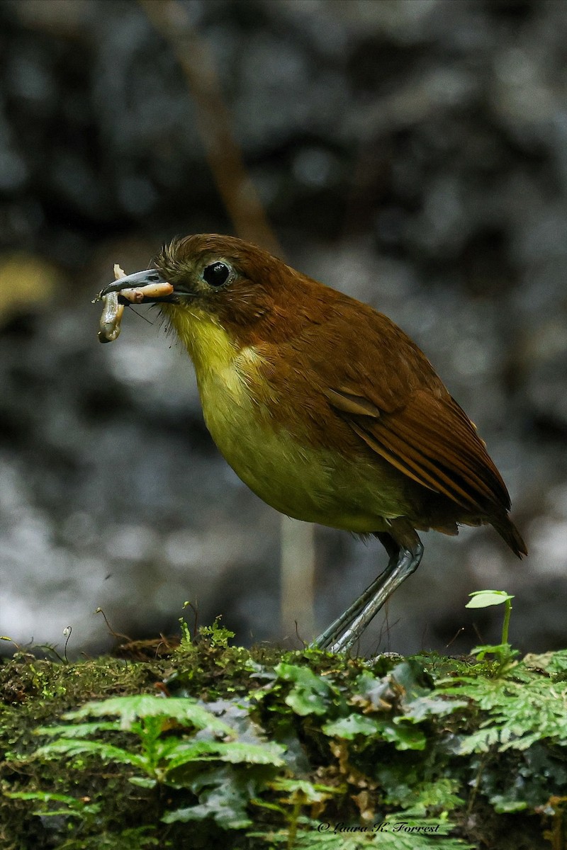 Yellow-breasted Antpitta - ML642682326