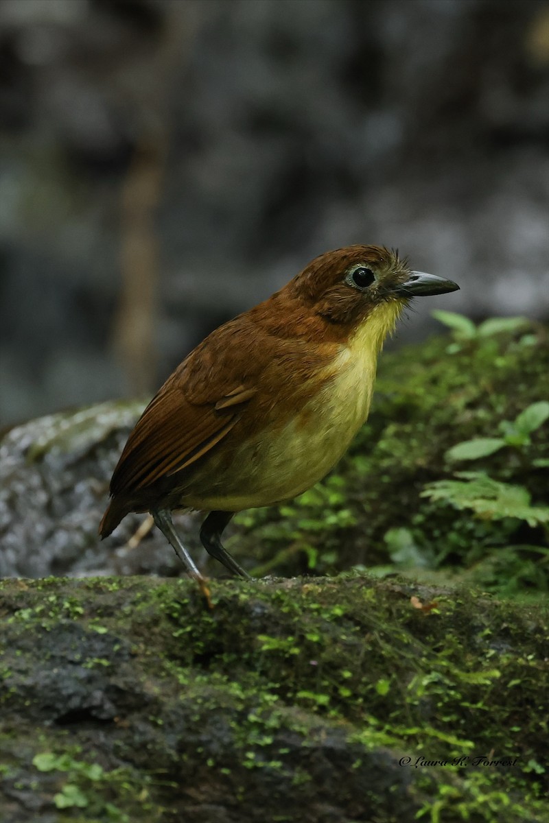 Yellow-breasted Antpitta - ML642682327