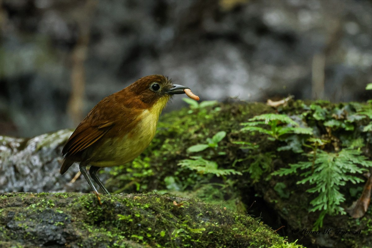 Yellow-breasted Antpitta - ML642682328
