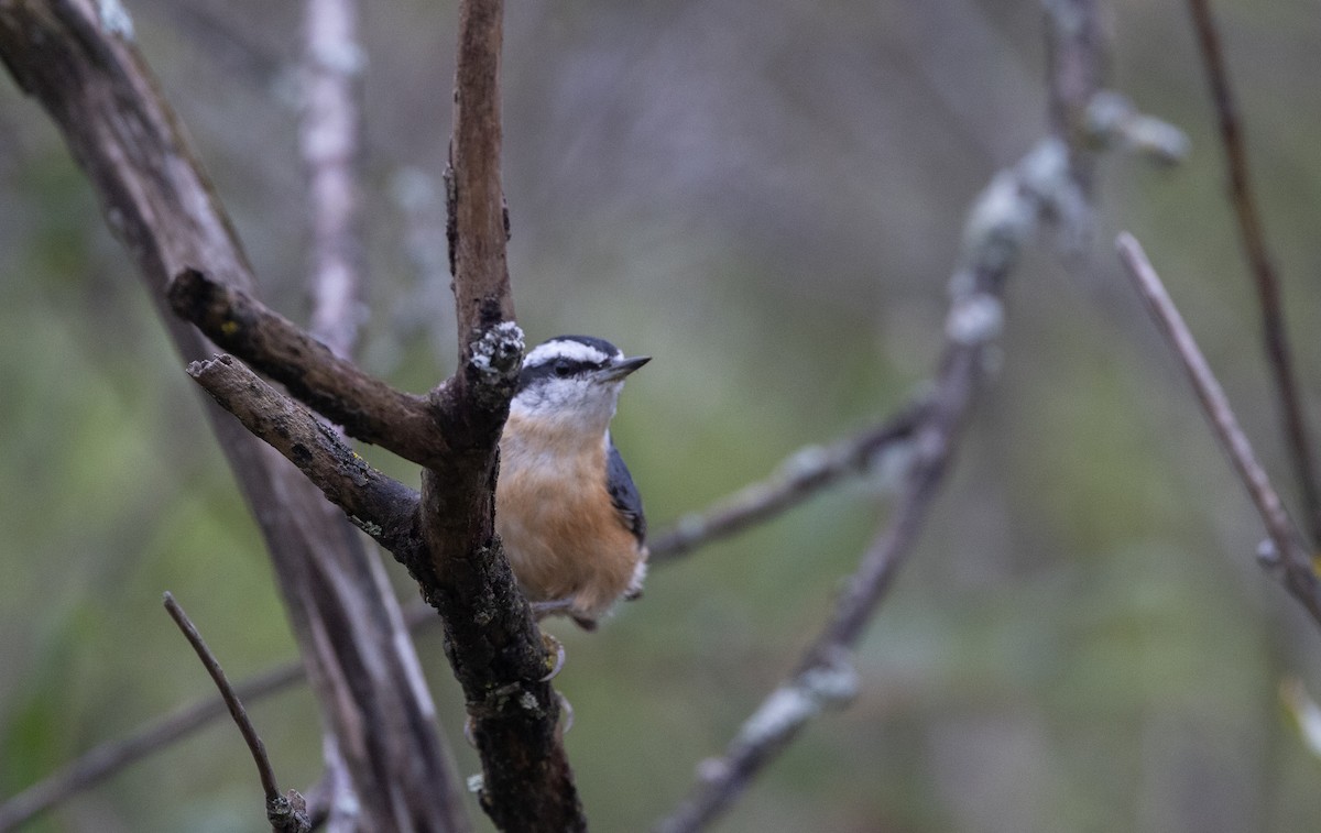 Red-breasted Nuthatch - ML642682333