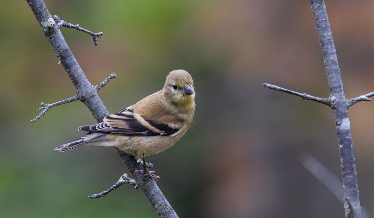 American Goldfinch - ML642682337