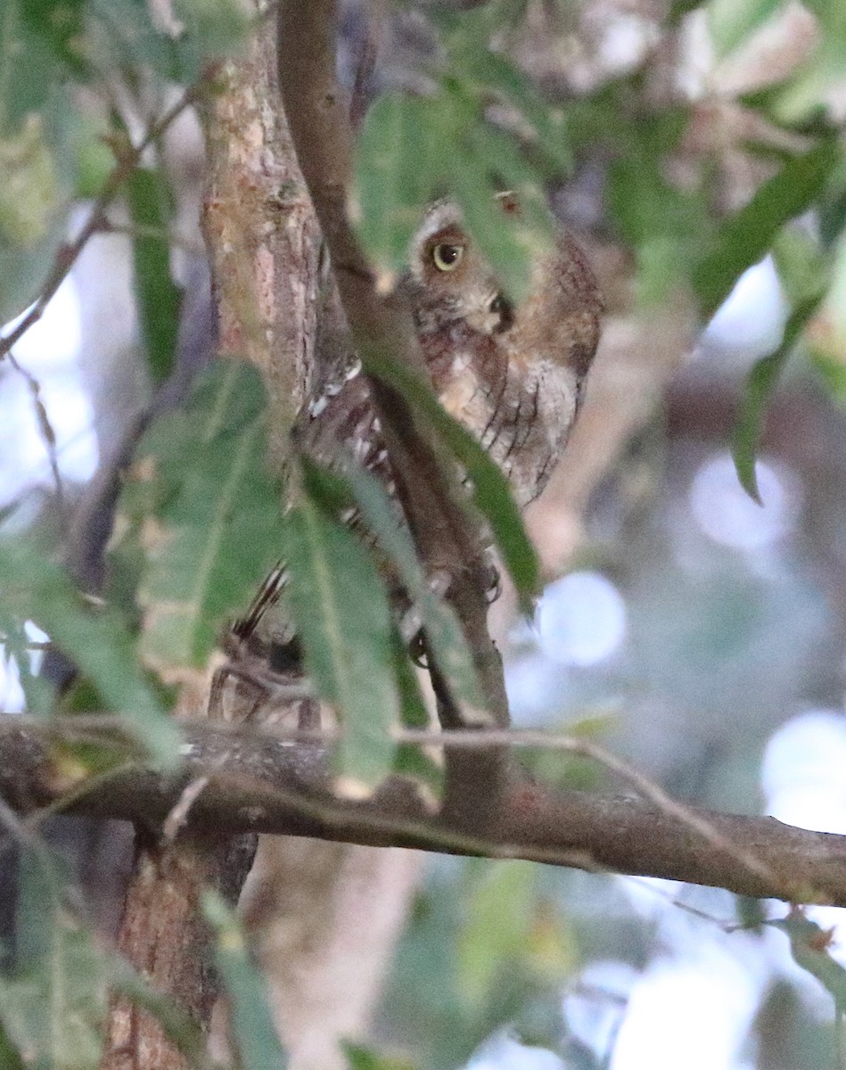 Tropical Screech-Owl - ML642682340