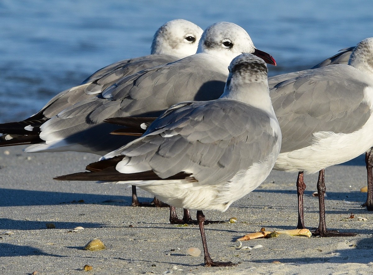 Laughing Gull - ML642682341