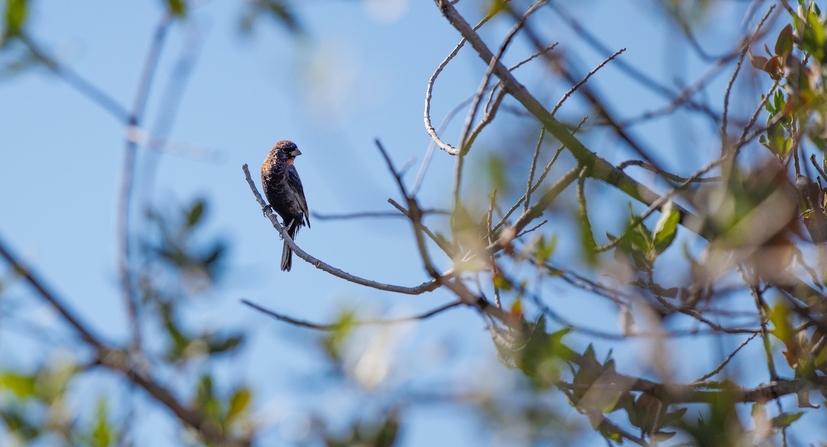 Varied Bunting - ML642682342