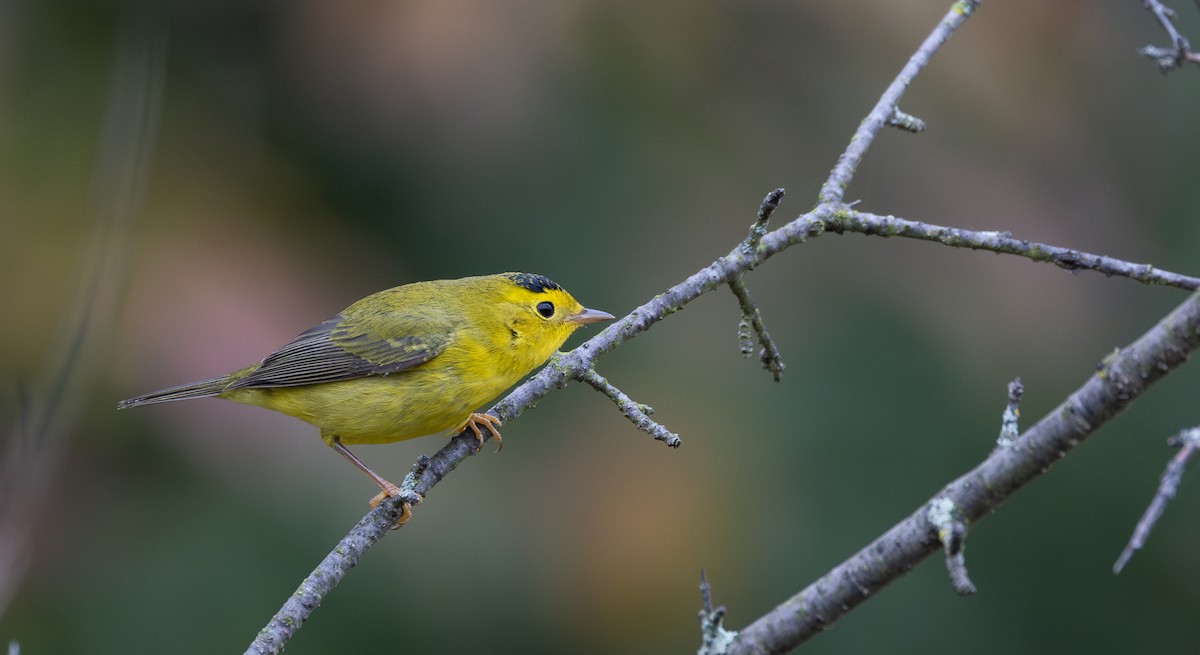 Wilson's Warbler - ML642682343