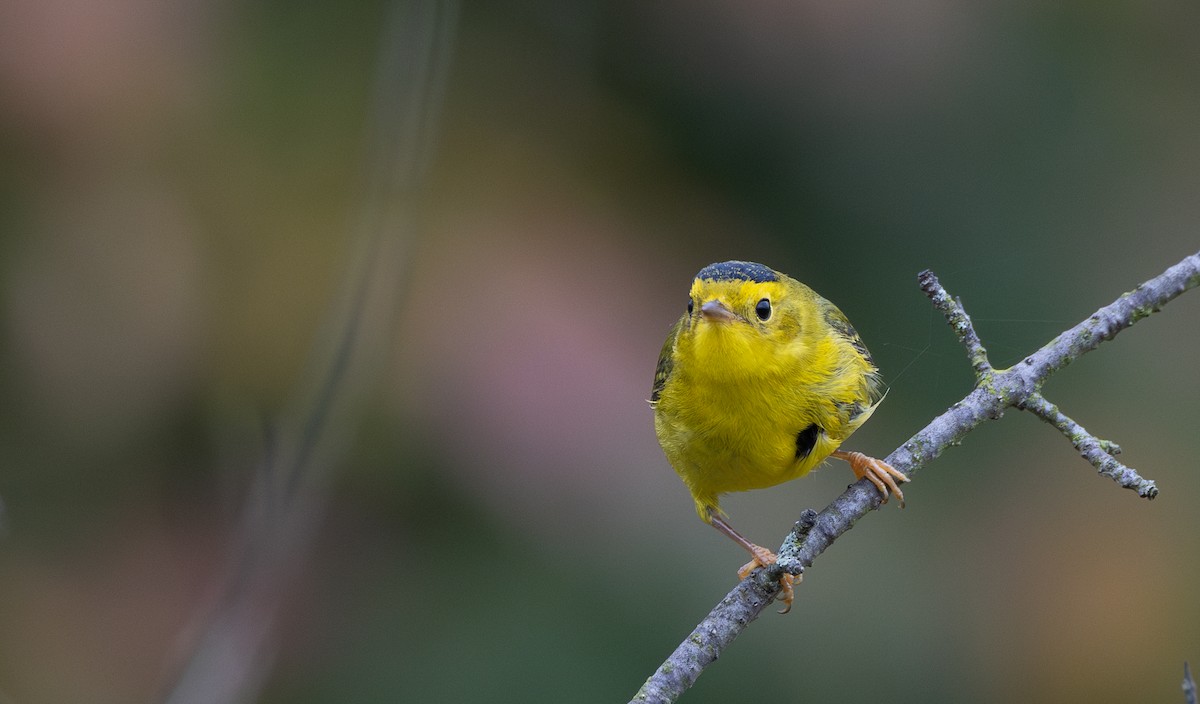 Wilson's Warbler - ML642682344