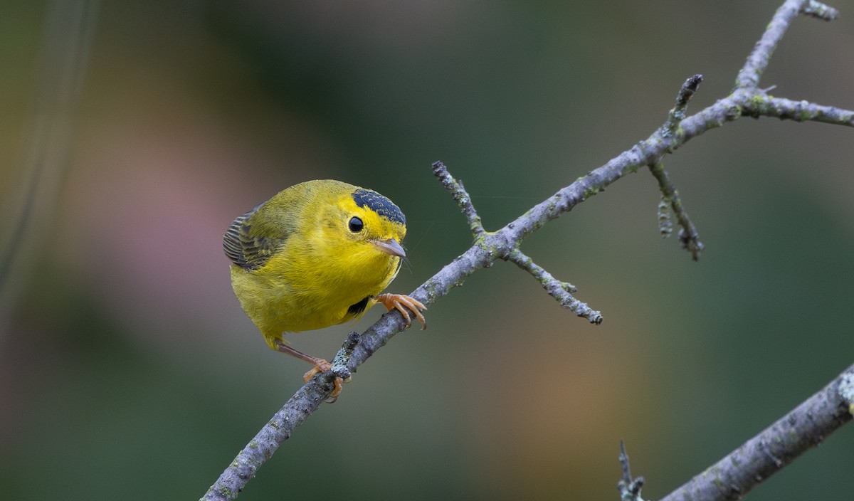 Wilson's Warbler - ML642682345