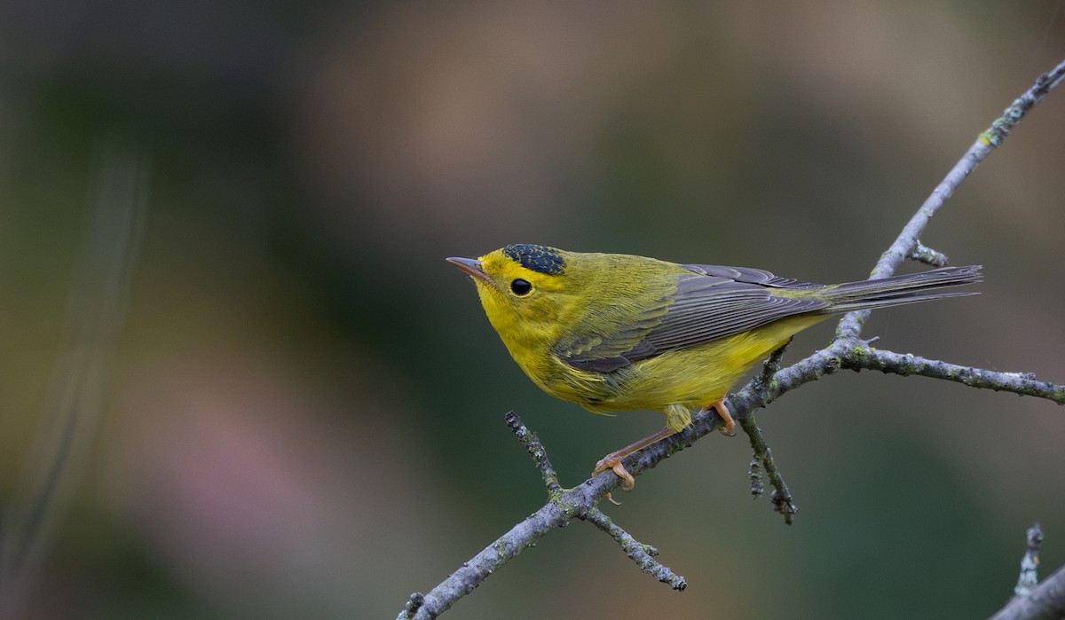 Wilson's Warbler - ML642682346
