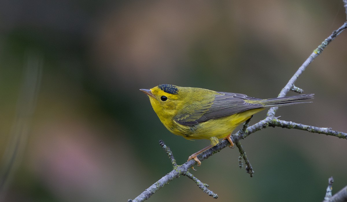 Wilson's Warbler - ML642682347