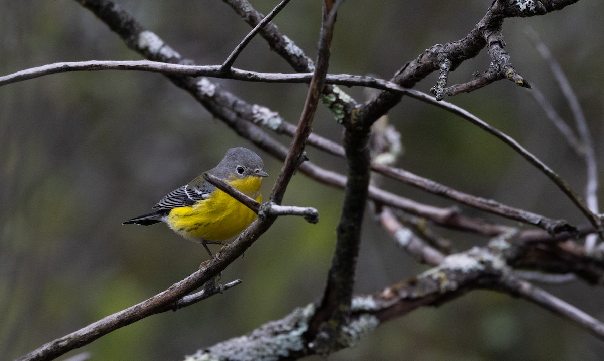 Magnolia Warbler - ML642682348