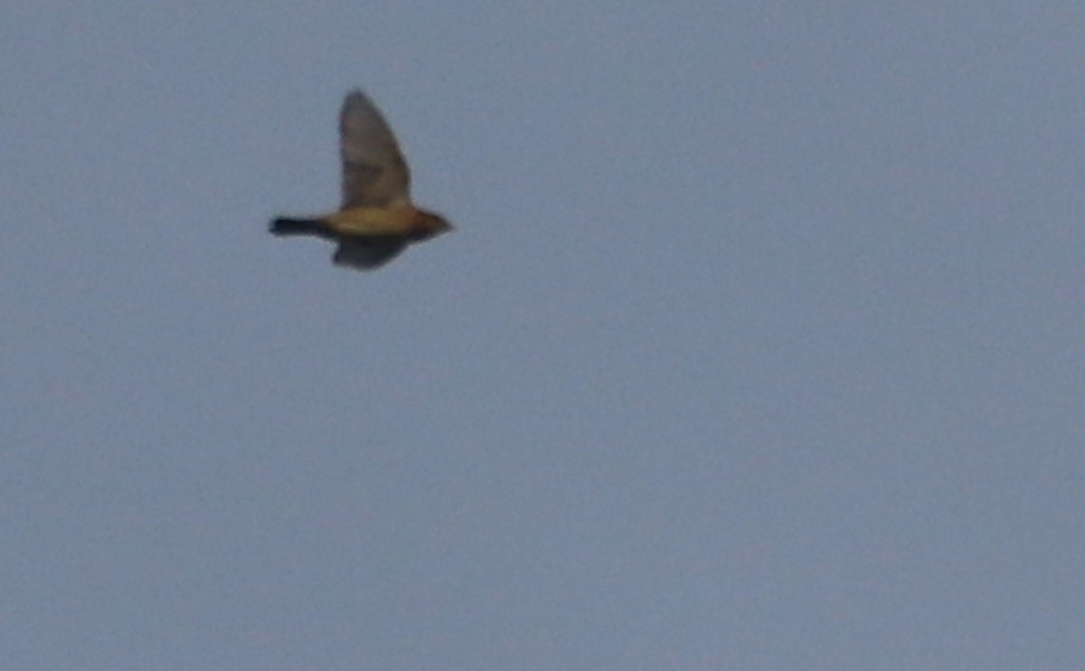 Bobolink - ML642682350