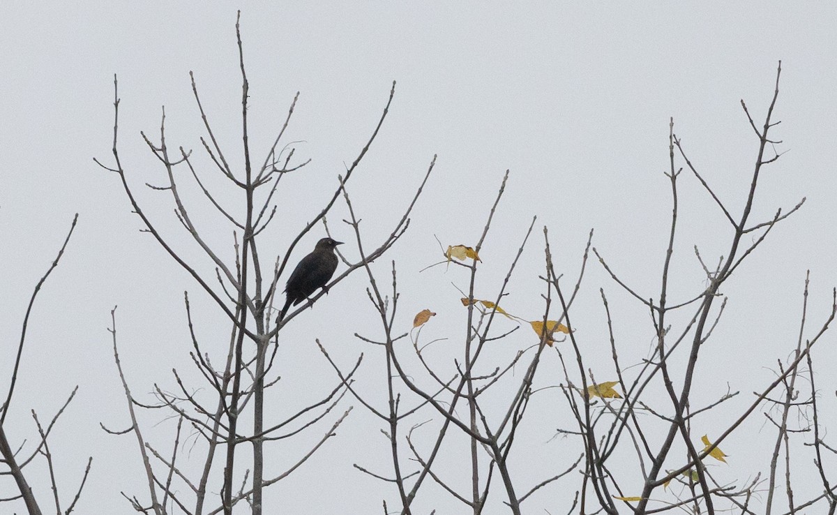Rusty Blackbird - ML642682351