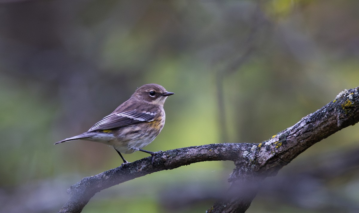 Yellow-rumped Warbler (Myrtle) - ML642682357