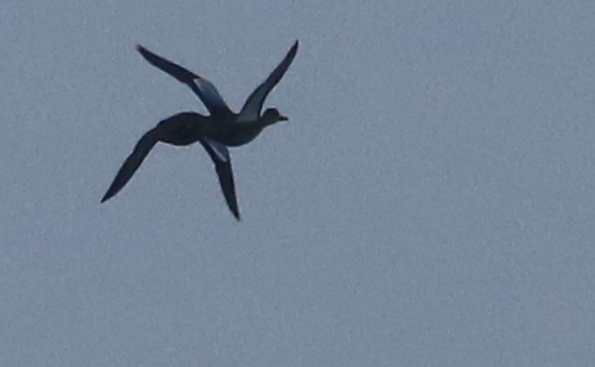 Blue-winged Teal - ML642682359