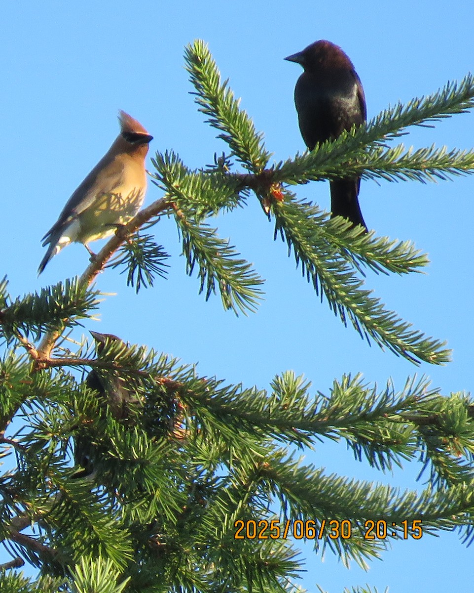 Cedar Waxwing - ML642682365