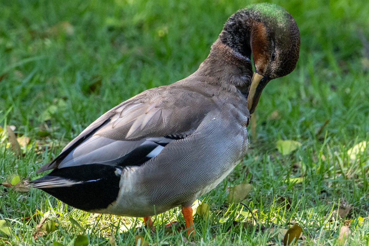 Gadwall x Mallard (hybrid) - ML642682369