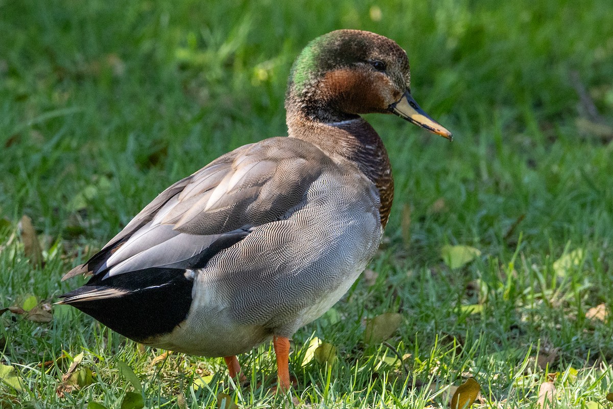 Gadwall x Mallard (hybrid) - ML642682370