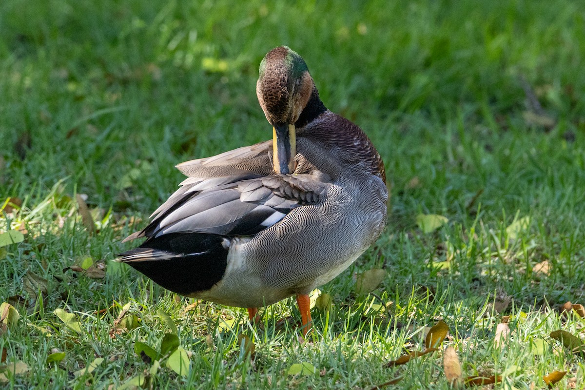 Gadwall x Mallard (hybrid) - ML642682371