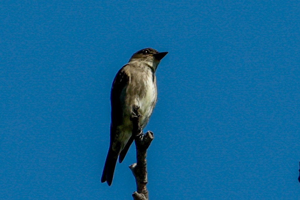 Boreal Sinekkapan - ML642682375