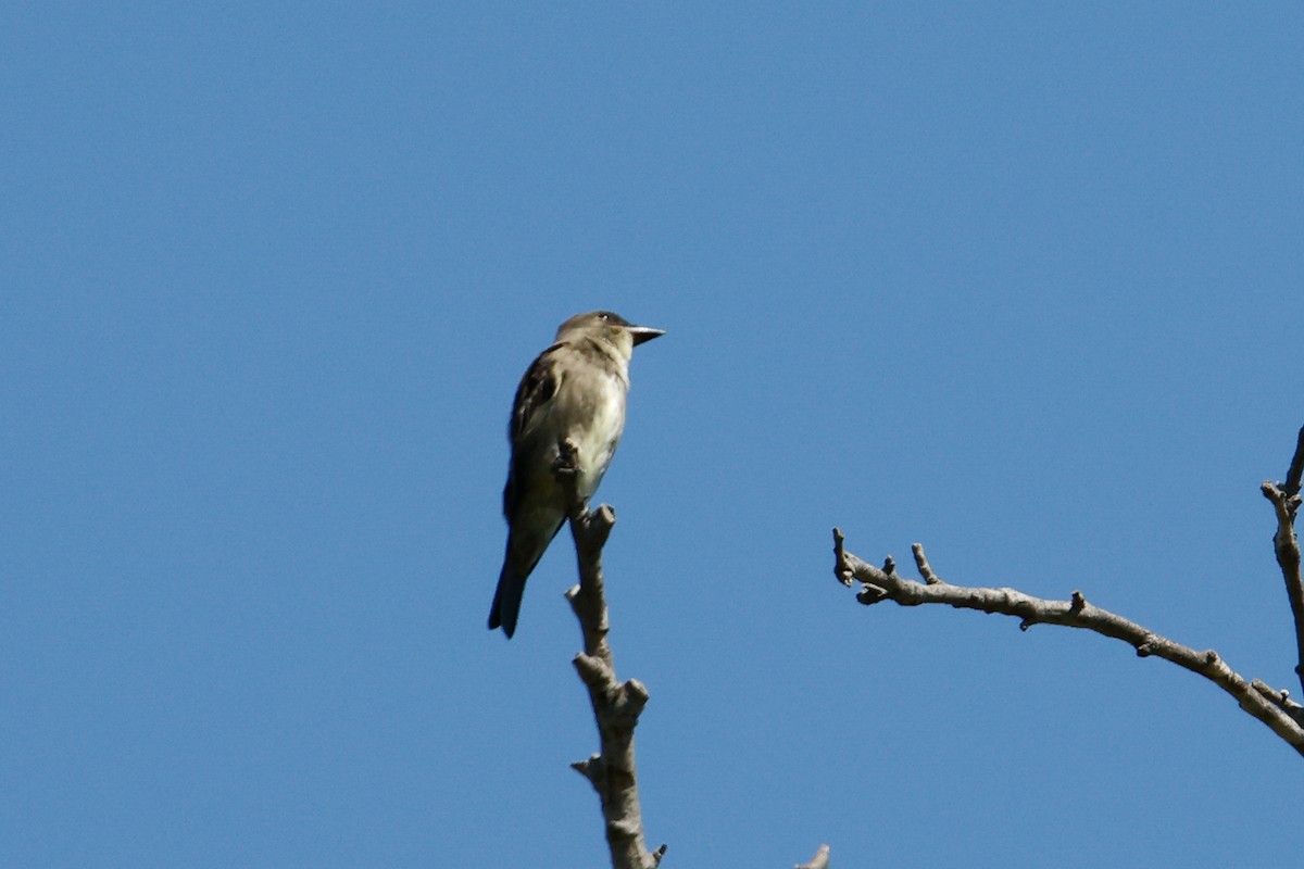 Boreal Sinekkapan - ML642682376