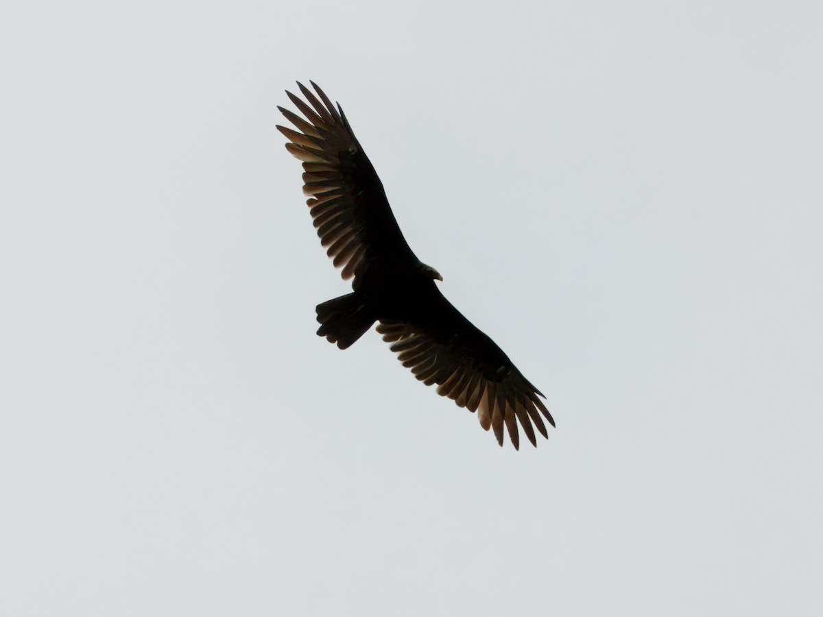 Hindi Akbabası - ML642682392