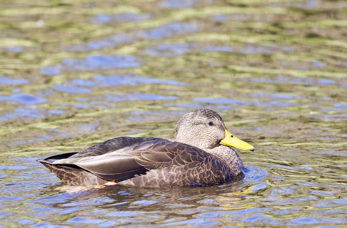 American Black Duck - ML642682398