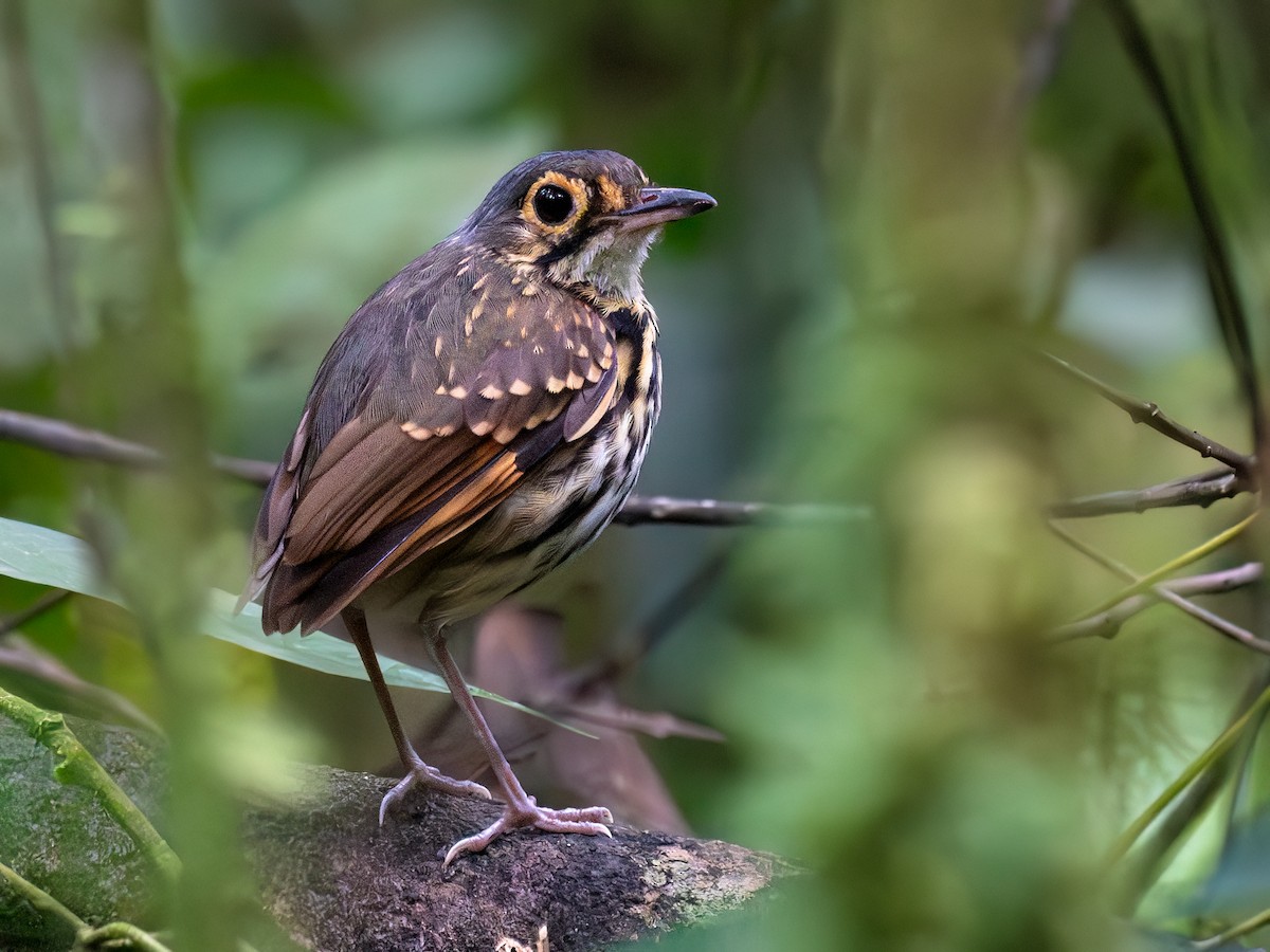 Grallaire à lunettes - ML642682407