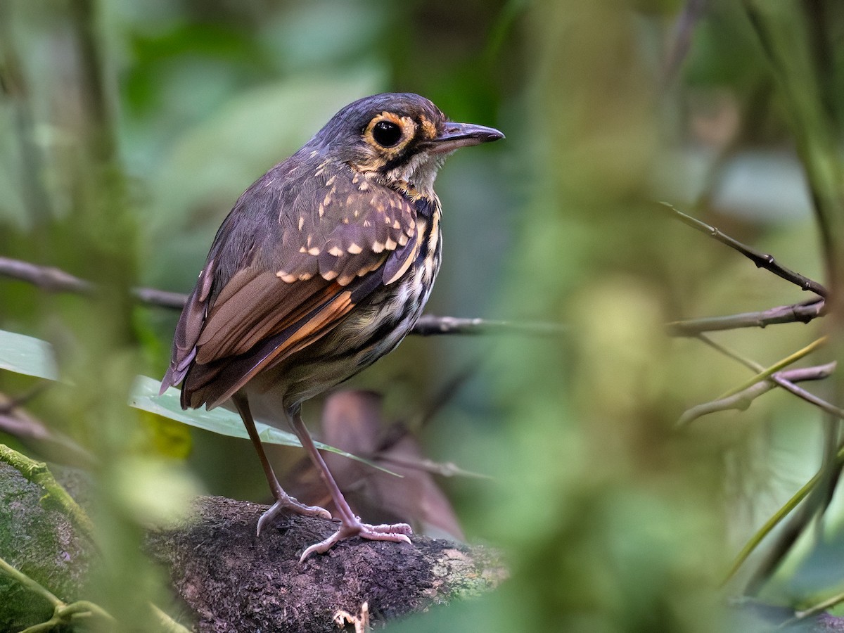 Grallaire à lunettes - ML642682409