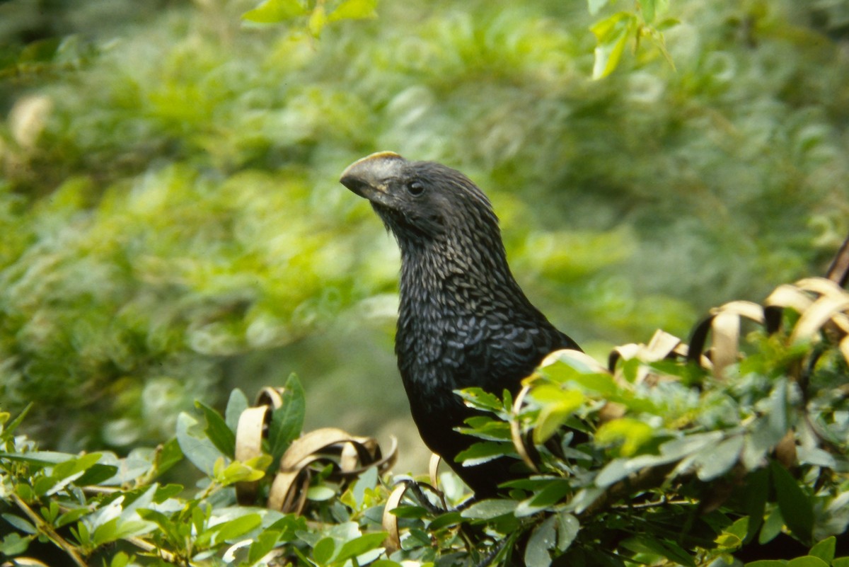 Smooth-billed Ani - ML642682422
