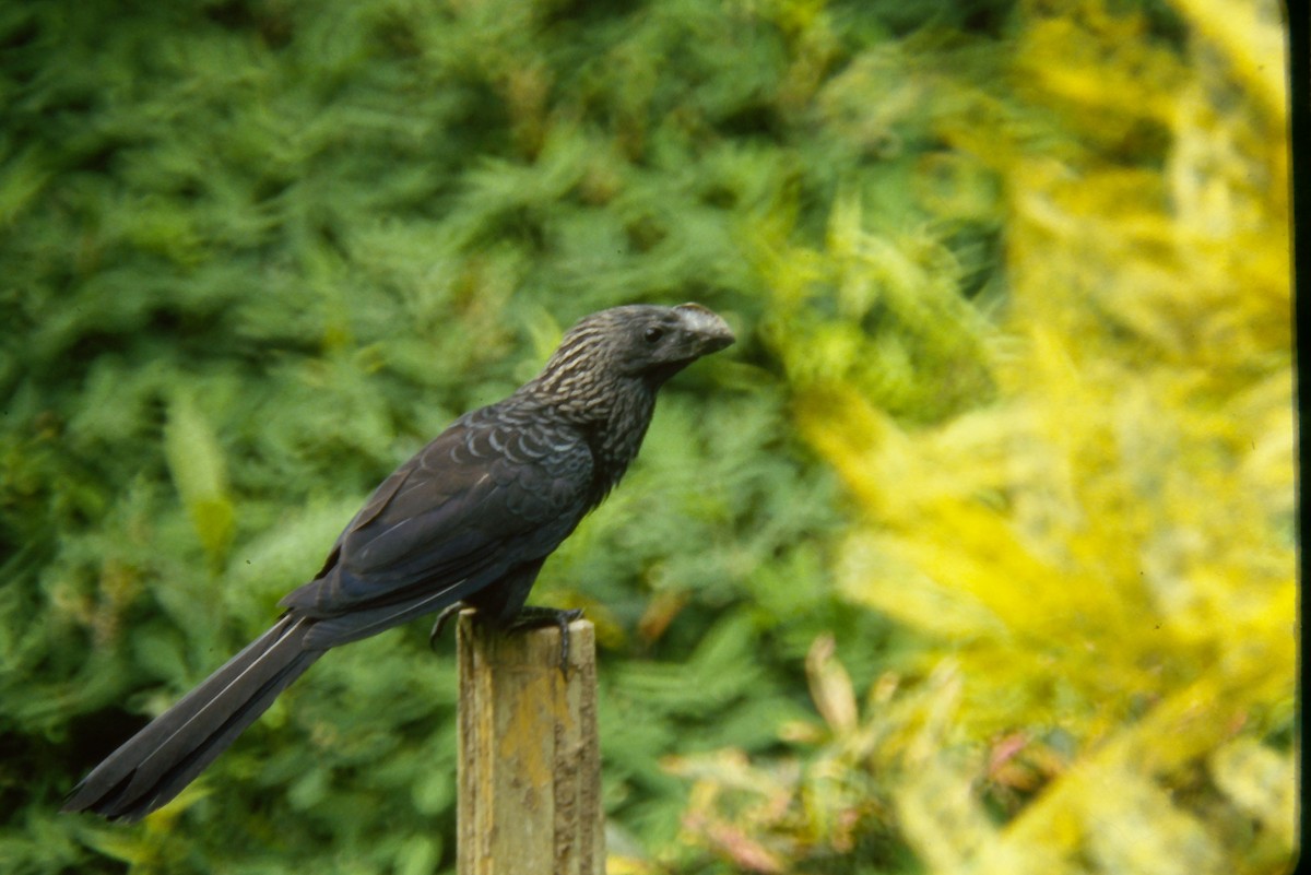 Smooth-billed Ani - ML642682423