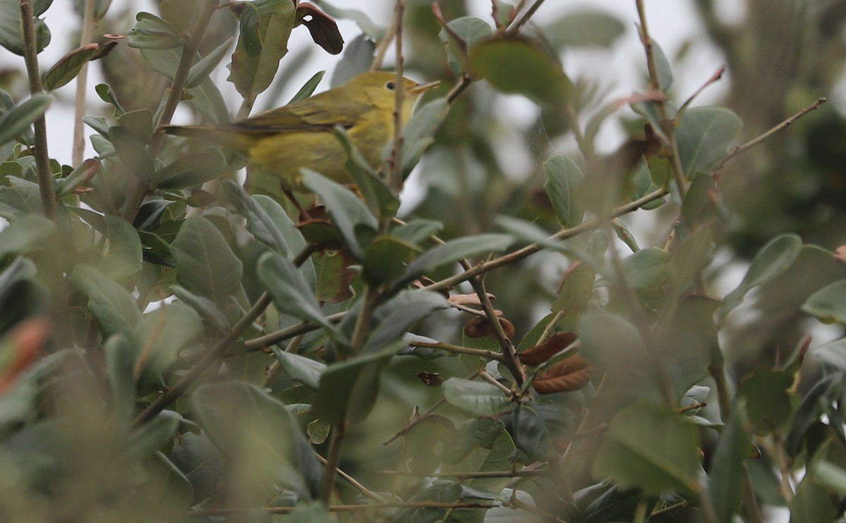 Yellow Warbler (Northern) - ML642682424