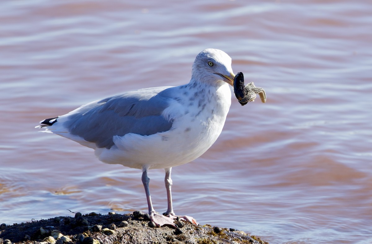 American Herring Gull - ML642682437