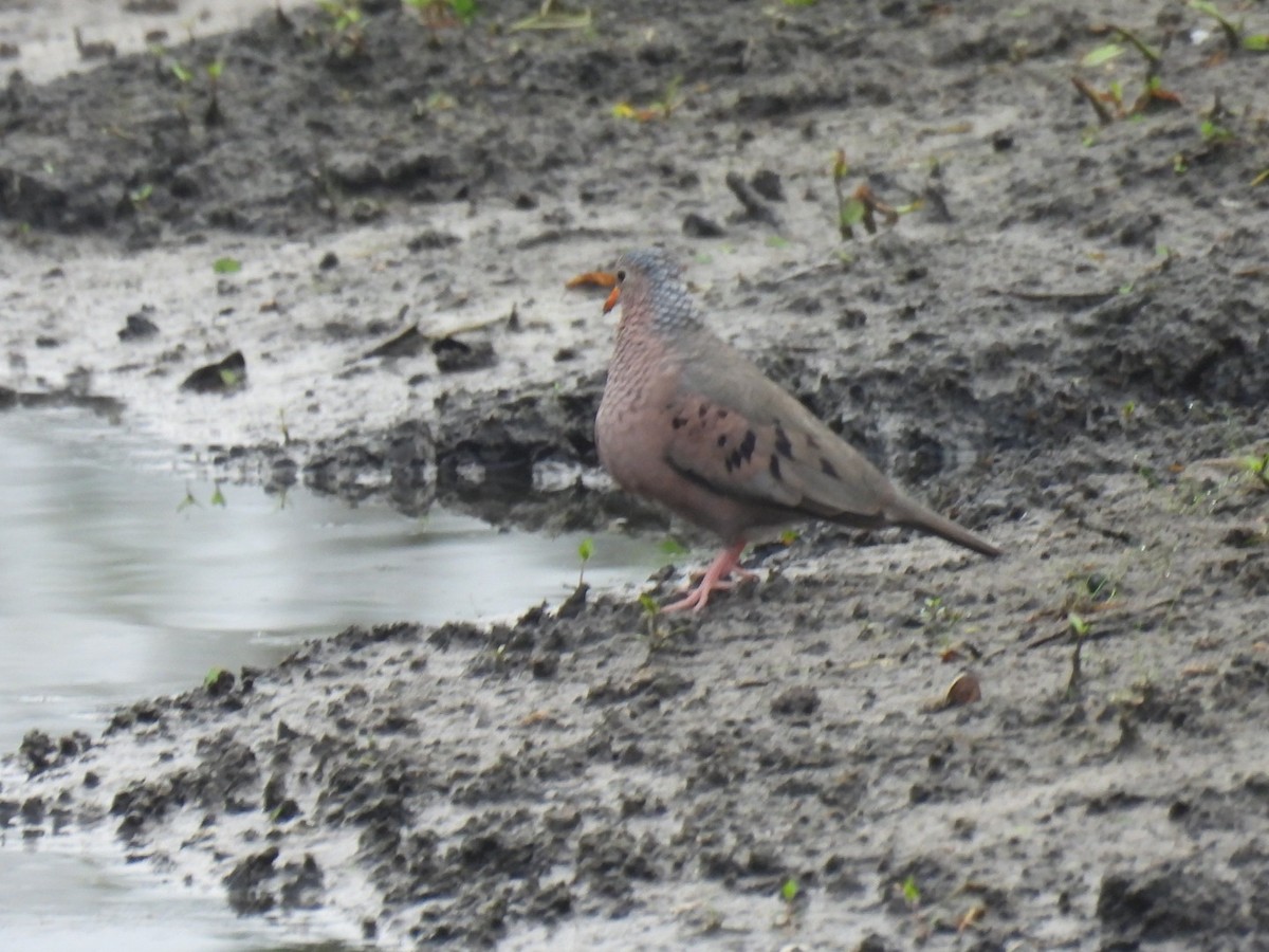 Common Ground Dove - ML642682447