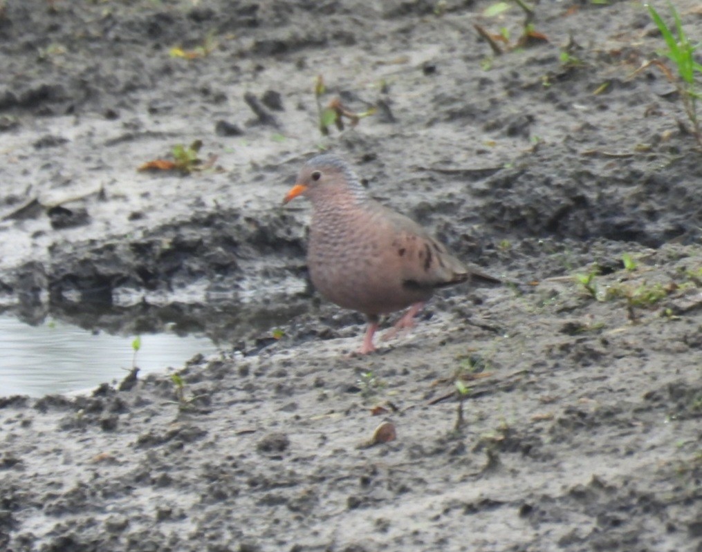 Common Ground Dove - ML642682448
